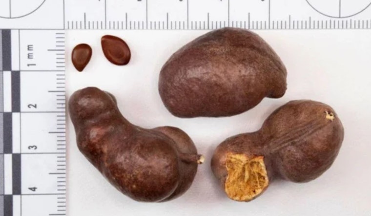 Detroit Metro CBP Thwarts Attempt to Smuggle "Noxious" Syrian Mesquite Seeds into U.S.