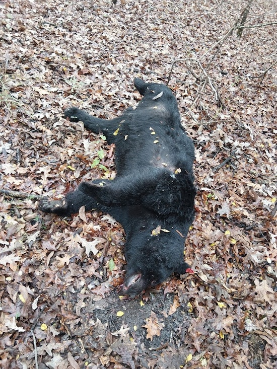 $3,500 Reward for Information on Illegally Shot Black Bear in Concordia Parish, Louisiana