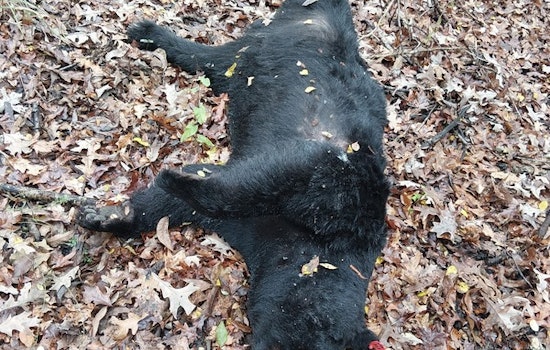 $3,500 Reward for Information on Illegally Shot Black Bear in Concordia Parish, Louisiana