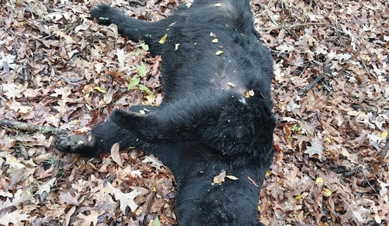 $3,500 Reward for Information on Illegally Shot Black Bear in Concordia Parish, Louisiana