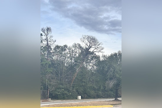 Downed Tree on Power Lines Causes Traffic Delays Near Cypresswood Dr & Breckenridge Forest Dr