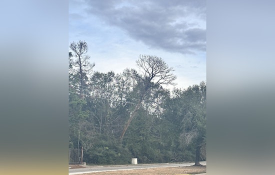Downed Tree on Power Lines Causes Traffic Delays Near Cypresswood Dr & Breckenridge Forest Dr