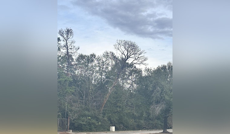 Downed Tree on Power Lines Causes Traffic Delays Near Cypresswood Dr & Breckenridge Forest Dr