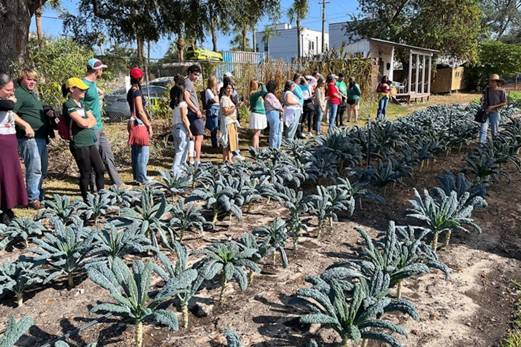 Downtown Tampa's Urban Farming Flourishes Under Homegrown Hillsborough Initiative