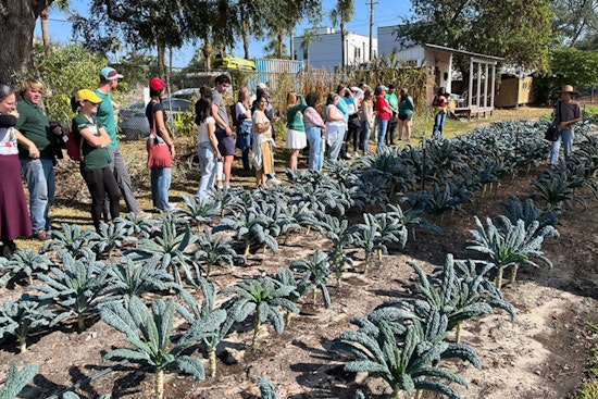 Downtown Tampa's Urban Farming Flourishes Under Homegrown Hillsborough Initiative