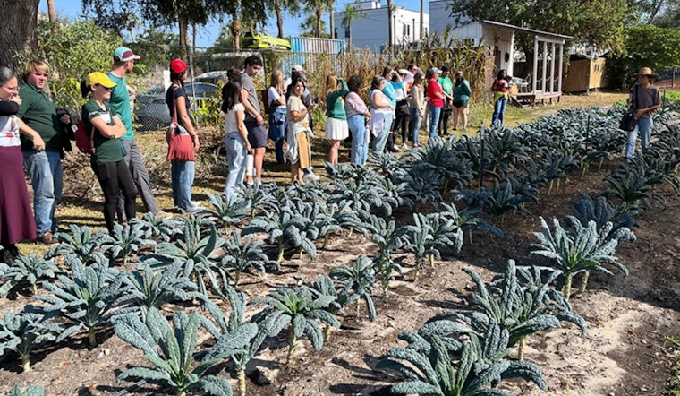 Downtown Tampa's Urban Farming Flourishes Under Homegrown Hillsborough Initiative
