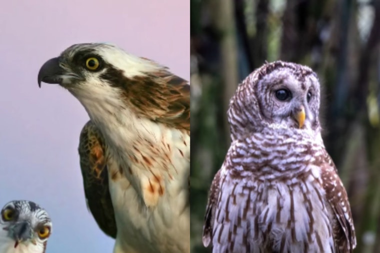 VIDEO: Dublin, Ohio Welcomes Winter with Eagles and Owls Showcasing Spectacular Avian Displays Along Scioto River
