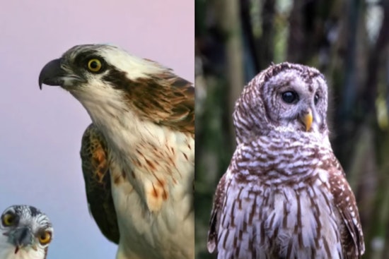 VIDEO: Dublin, Ohio Welcomes Winter with Eagles and Owls Showcasing Spectacular Avian Displays Along Scioto River