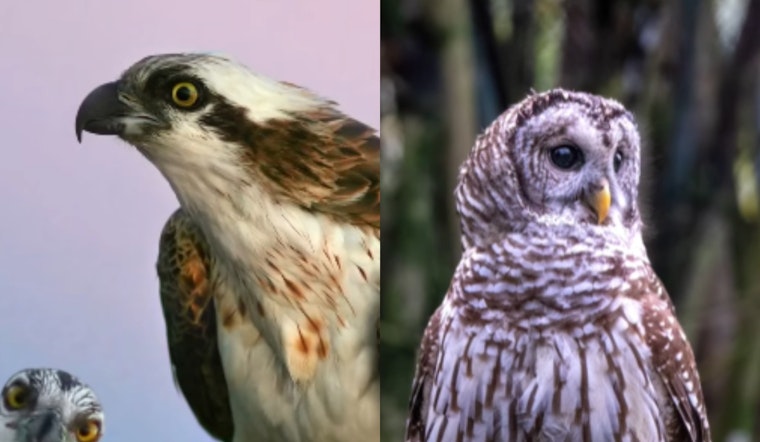 VIDEO: Dublin, Ohio Welcomes Winter with Eagles and Owls Showcasing Spectacular Avian Displays Along Scioto River