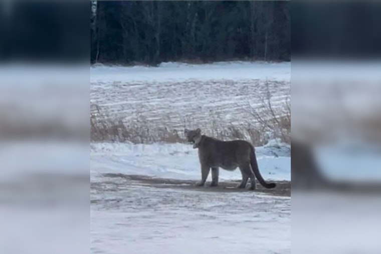 Duluth Police Alert Residents to Mountain Lion Sightings; Urge Caution in the City