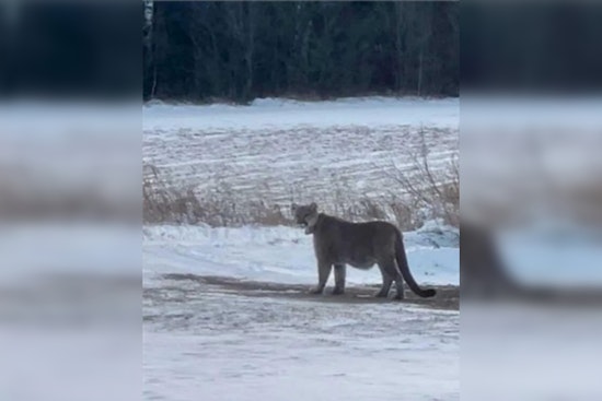 Duluth Police Alert Residents to Mountain Lion Sightings; Urge Caution in the City