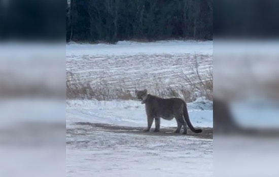 Duluth Police Alert Residents to Mountain Lion Sightings; Urge Caution in the City