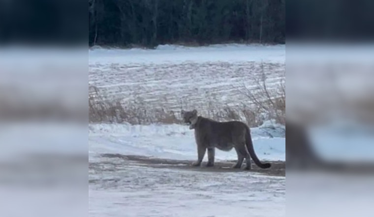 Duluth Police Alert Residents to Mountain Lion Sightings; Urge Caution in the City