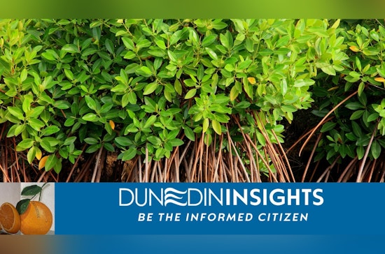 Dunedin, Florida Rallies Community to Safeguard Local Mangroves Amid Ecological Concerns