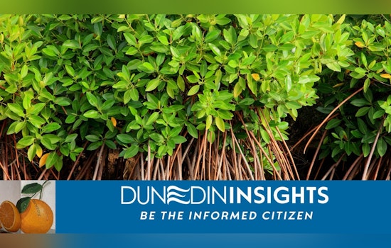 Dunedin, Florida Rallies Community to Safeguard Local Mangroves Amid Ecological Concerns