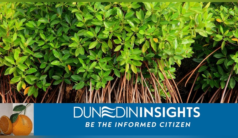Dunedin, Florida Rallies Community to Safeguard Local Mangroves Amid Ecological Concerns