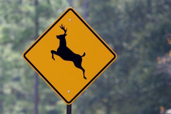 Eden Prairie Conducts Annual Deer Management Program to Enhance Safety and Ecological Balance