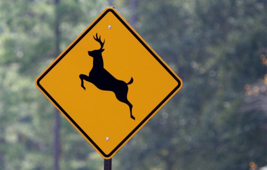 Eden Prairie Conducts Annual Deer Management Program to Enhance Safety and Ecological Balance
