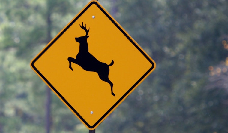 Eden Prairie Conducts Annual Deer Management Program to Enhance Safety and Ecological Balance
