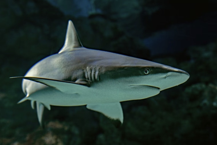 Eight-Foot Shark Muscles Into Makaha Lineup, Triggers Beach Alert