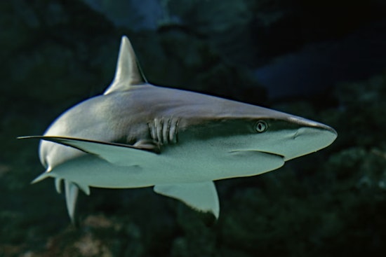 Eight-Foot Shark Muscles Into Makaha Lineup, Triggers Beach Alert