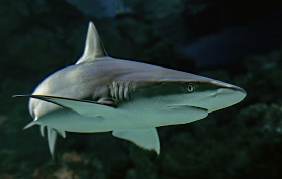 Eight-Foot Shark Muscles Into Makaha Lineup, Triggers Beach Alert