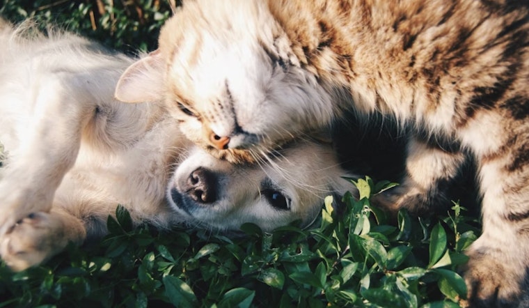 El Paso County Animal Welfare Advises Socorro Pet Owners on New Year's Eve Safety Precautions