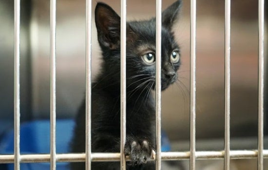 Encinitas Shelter Slashes Pet Adoption Fees in Holiday Kennel Squeeze