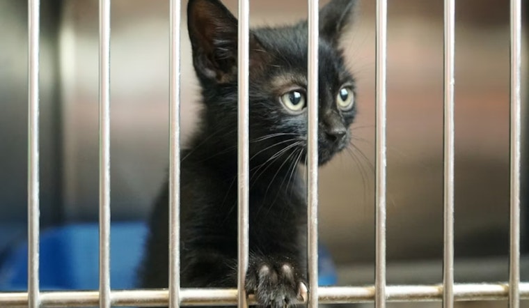 Encinitas Shelter Slashes Pet Adoption Fees in Holiday Kennel Squeeze