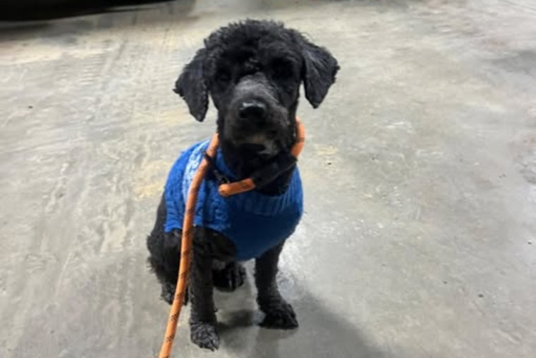 Englewood Police Seek to Reunite Lost Dog with Owner, Urgent Call for Community Assistance