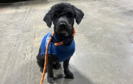 Englewood Police Seek to Reunite Lost Dog with Owner, Urgent Call for Community Assistance