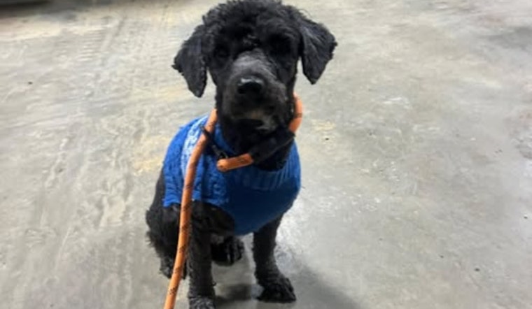 Englewood Police Seek to Reunite Lost Dog with Owner, Urgent Call for Community Assistance