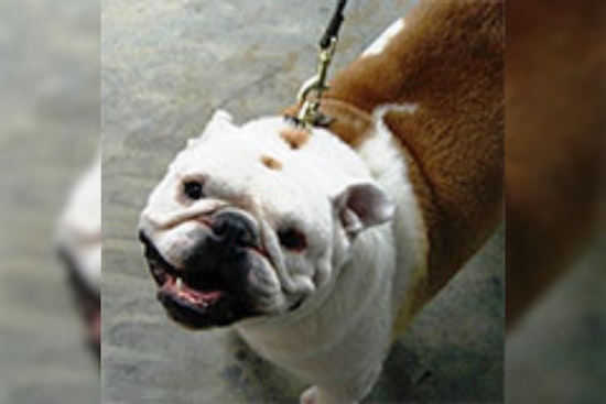 Euless Animal Services Invites Community to Adopt or Foster Pets This Holiday Season