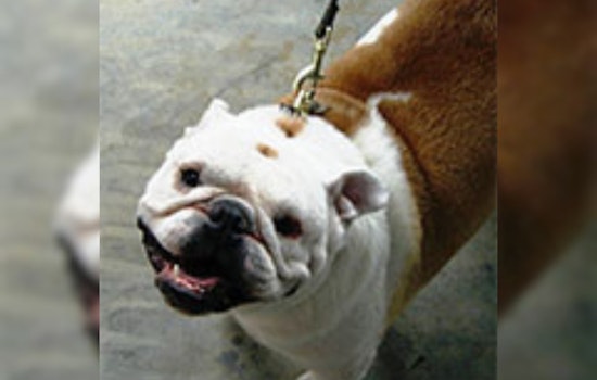 Euless Animal Services Invites Community to Adopt or Foster Pets This Holiday Season