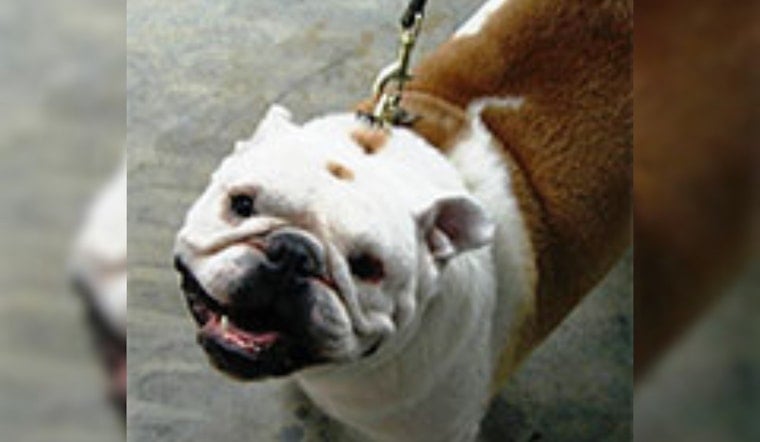 Euless Animal Services Invites Community to Adopt or Foster Pets This Holiday Season