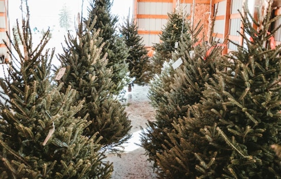 Euless Invites Residents to Recycle Christmas Trees for Mulch at Family Life Center