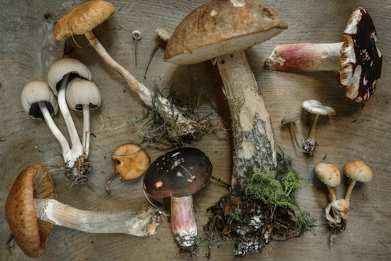 FDA-Approved Clinical Trial in Arizona to Test Whole-Mushroom Psilocybin for PTSD