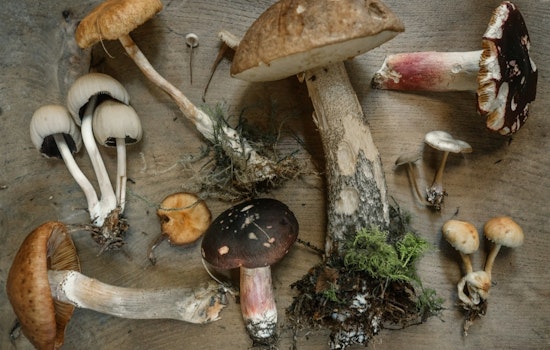 FDA-Approved Clinical Trial in Arizona to Test Whole-Mushroom Psilocybin for PTSD