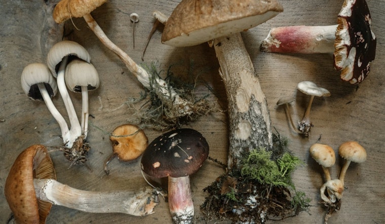 FDA-Approved Clinical Trial in Arizona to Test Whole-Mushroom Psilocybin for PTSD