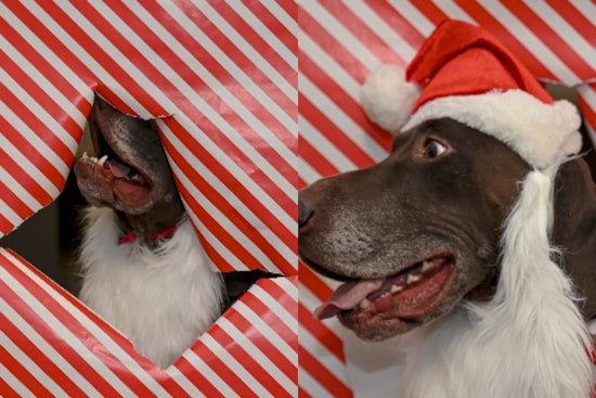 VIDEO: Franklin County's K9 Squad Wraps Up Holiday Cheer in Christmas Photoshoot Chaos