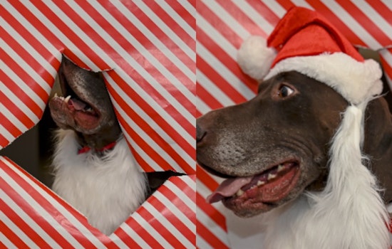 VIDEO: Franklin County's K9 Squad Wraps Up Holiday Cheer in Christmas Photoshoot Chaos