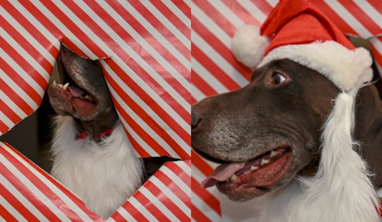 VIDEO: Franklin County's K9 Squad Wraps Up Holiday Cheer in Christmas Photoshoot Chaos