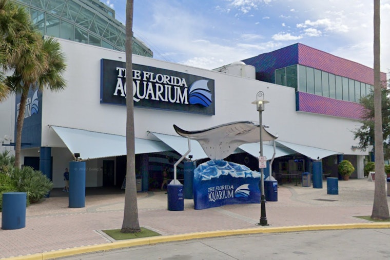 Florida Aquarium's Beloved Aquatic Displays Make a Comeback at Tampa International Airport's Baggage Claims