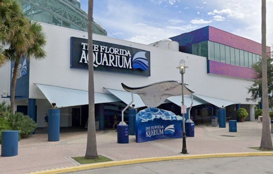 Florida Aquarium's Beloved Aquatic Displays Make a Comeback at Tampa International Airport's Baggage Claims