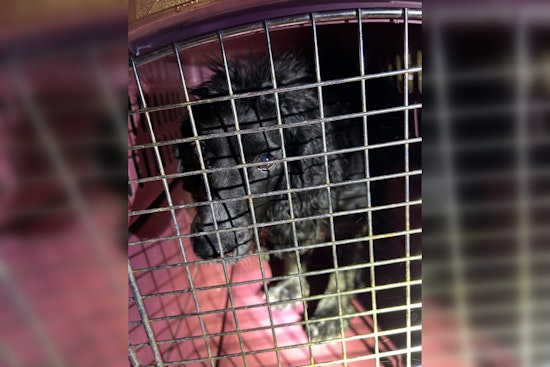 Found Dog in Chanhassen Awaits Reunion with Owner, 4 Paws and Carver County Sheriff's Office Collaborate in Search