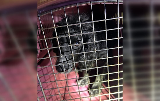 Found Dog in Chanhassen Awaits Reunion with Owner, 4 Paws and Carver County Sheriff's Office Collaborate in Search
