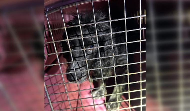Found Dog in Chanhassen Awaits Reunion with Owner, 4 Paws and Carver County Sheriff's Office Collaborate in Search