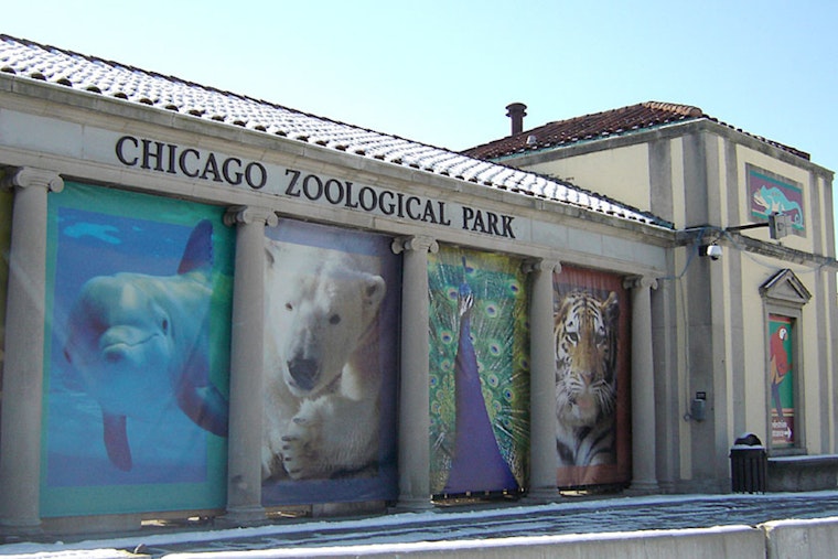 Free Family Fun: Brookfield Zoo Offers No-Cost Admission on Select Winter Days in Chicago