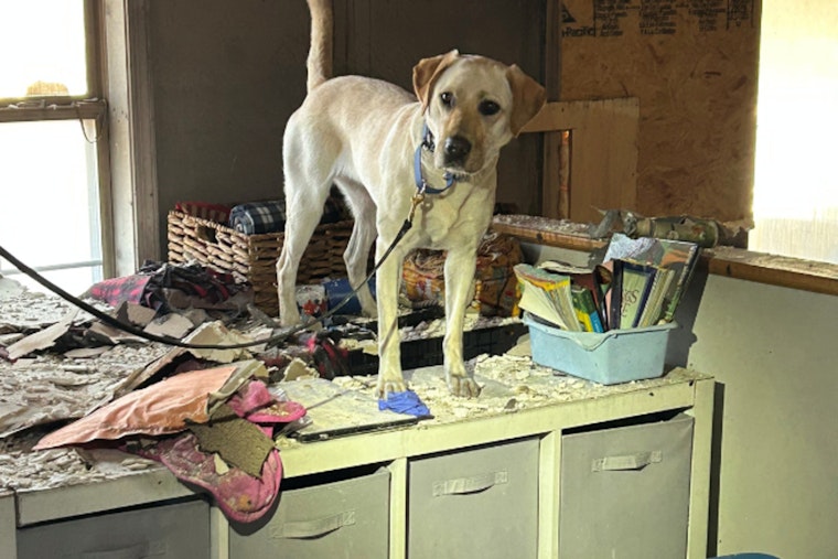 Gilbert Fire & Rescue Department Welcomes Xanadu, New Canine Detective Trained to Sniff Out Accelerants
