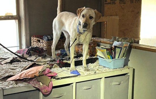 Gilbert Fire & Rescue Department Welcomes Xanadu, New Canine Detective Trained to Sniff Out Accelerants